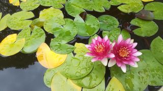 蓮とバラが美しい