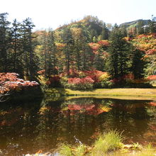 太陽の光に輝く赤、紅色、黄色、オレンジ、深緑の織りなす紅葉