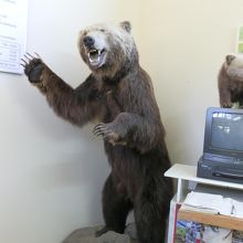 ヒグマ情報センター内にあったヒグマの剥製です。