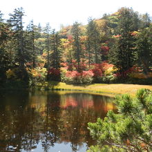 滝見沼の紅葉です。