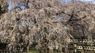 見事な桜！！！