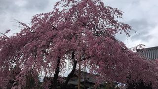 しだれ桜が美しい！