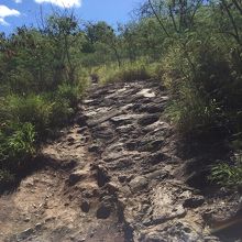 この険しい山道を登って行きます。