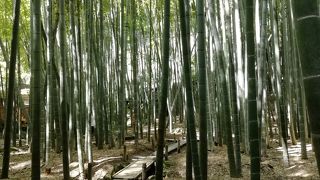 竹の庭・竹林が見事です