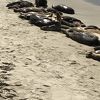 アザラシがたくさん