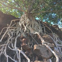 木の影が数少ない休憩ポイントです。