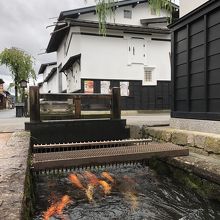 約1000匹の鯉が泳いでいる瀬戸川