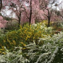 桜以外にもたくさんお花が！
