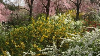 溢れるばかりの桜！