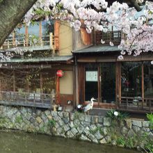 巽橋近くのお店に鷺が！