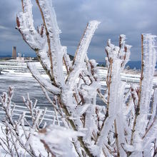 峠の樹氷