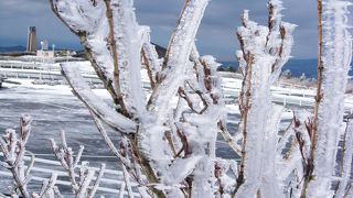 樹氷っぽいのが見れました。