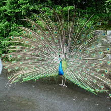 クジャクがお出迎え