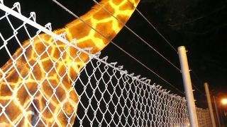 ナイトサファリ