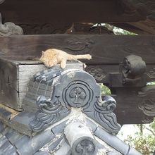 甚五郎忘れ生猫か