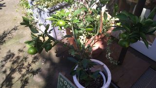 きれいな花々だけでなく、果実の木々も販売