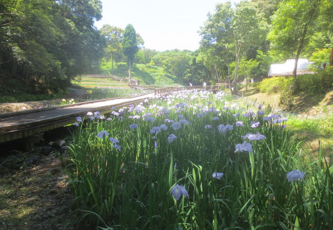 その名のとおり花菖蒲