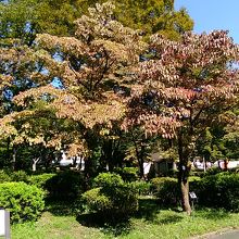 ハナミズキの紅葉が始まり赤い実がきれい By Bobby Brazil 日比谷公園 ハナミズキ林のクチコミ フォートラベル ハナミズキの紅葉が始まり赤い実がきれい By Bobby Brazil 日比谷公園 ハナミズキ林のクチコミ フォートラベル