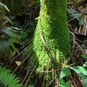 植物園なので、整備され過ぎており、素朴なハワイの大自然を感じる事は出来ませんでした。