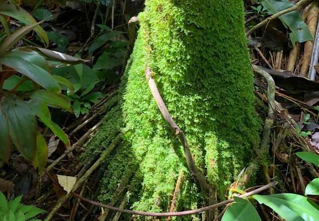 植物園なので、整備され過ぎており、素朴なハワイの大自然を感じる事は出来ませんでした。