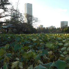 蓮の葉が茂る池