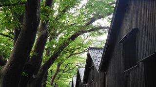 ケヤキ並木が美しい