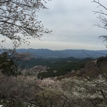 桜は美しかった！