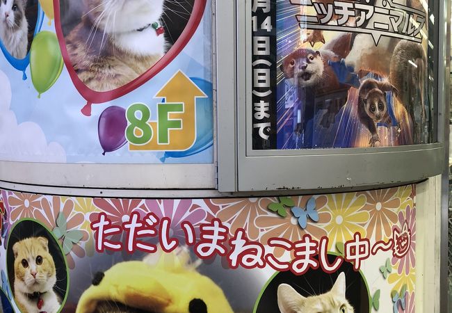 ねこぶくろ クチコミ アクセス 営業時間 池袋 フォートラベル ねこぶくろ クチコミ アクセス 営業時間 池袋 フォートラベル