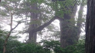 片方の根を切っても生きていけるとか