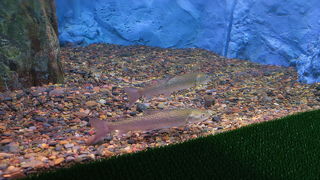 ドクターフィッシュ体験ができます