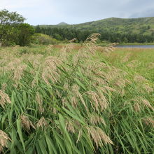 ススキも