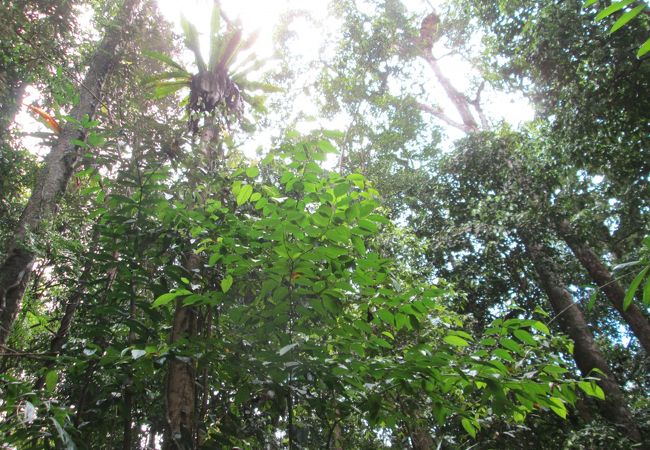 モスマン ゴージセンター