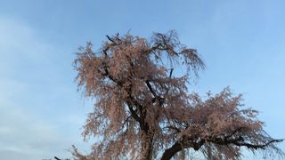 しだれ桜を見に