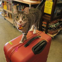 宿の看板猫。ツンデレらしいですが、最初から懐いてきました。