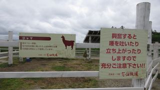 立ち上がるリャマ