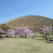 桜と大室山のコントラストがきれい