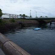 台風接近でイルカたちが見れなくて残念！