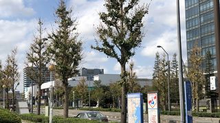 今年のいちょうの葉は塩害で落ちてしまいました