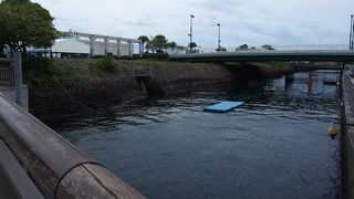 台風接近でイルカたちが見れなくて残念！