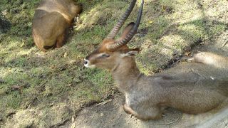 バリの動物園