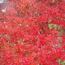 ドウダンツツジの紅葉