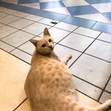 ニャンコ多し。御懐妊？