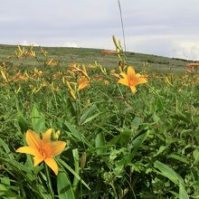 ニッコウキスゲは見頃でした
