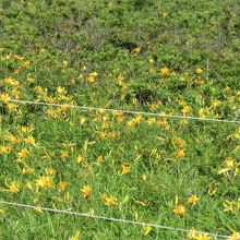 鹿食害防止用電気柵に囲まれていました