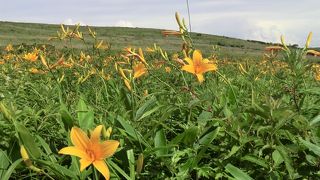 ニッコウキスゲの群落は電気柵の中