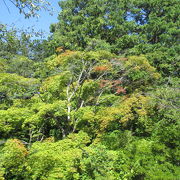 ９月末は、紅葉はまだまだでした。