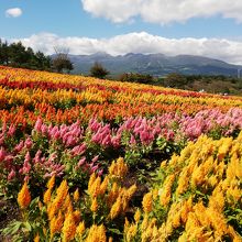 花畑の向こうに那須連山が
