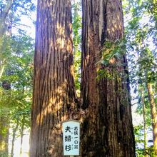 若狭彦神社の「夫婦杉」
