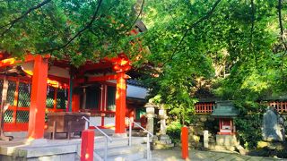 青もみじがいっぱい