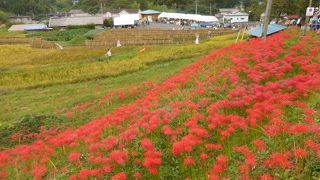 秩父近くの小さな棚田